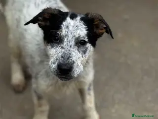 Meticcio cani Lana cucciola 3 mesi socievole - Annuncio 38
