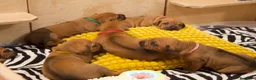 Rhodesian Ridgeback cani in vendita: Wid Gees Litter - Annuncio 10