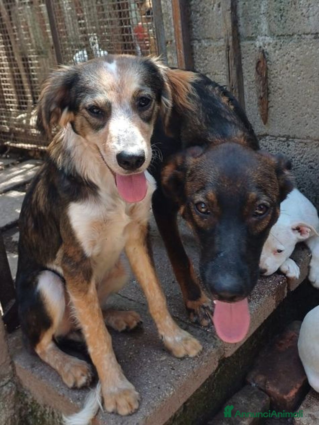 Meticcio cani in regalo: ORAZIO affettuoso e coccolone! 2anni  - Annuncio 3