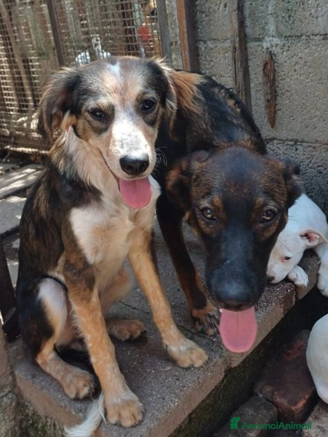Meticcio cani in regalo: ORAZIO affettuoso e coccolone! 2anni  - Annuncio 3