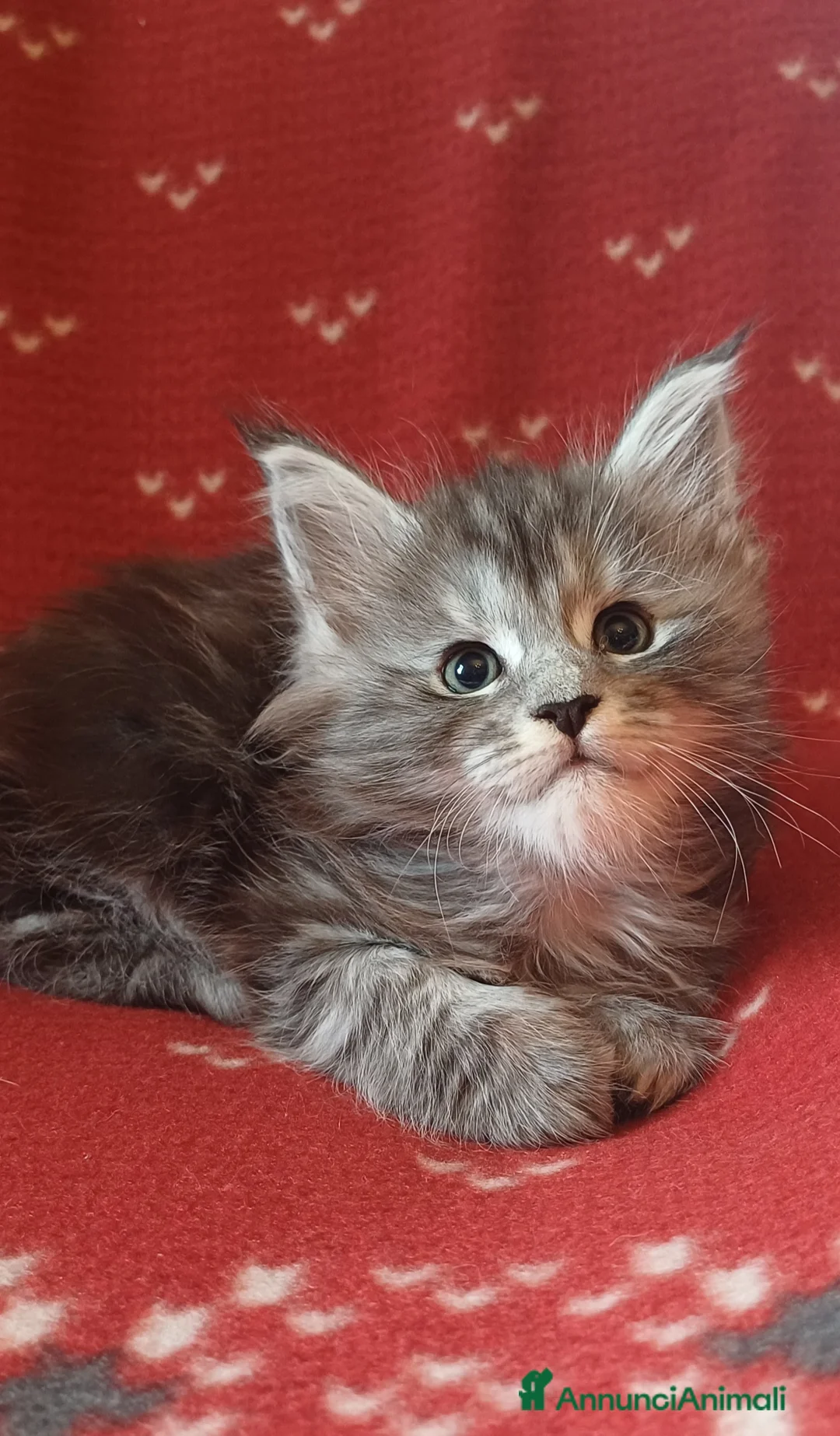 Maine Coon gatti in vendita: Cuccioli di Maine Coon linea estera - Annuncio 5