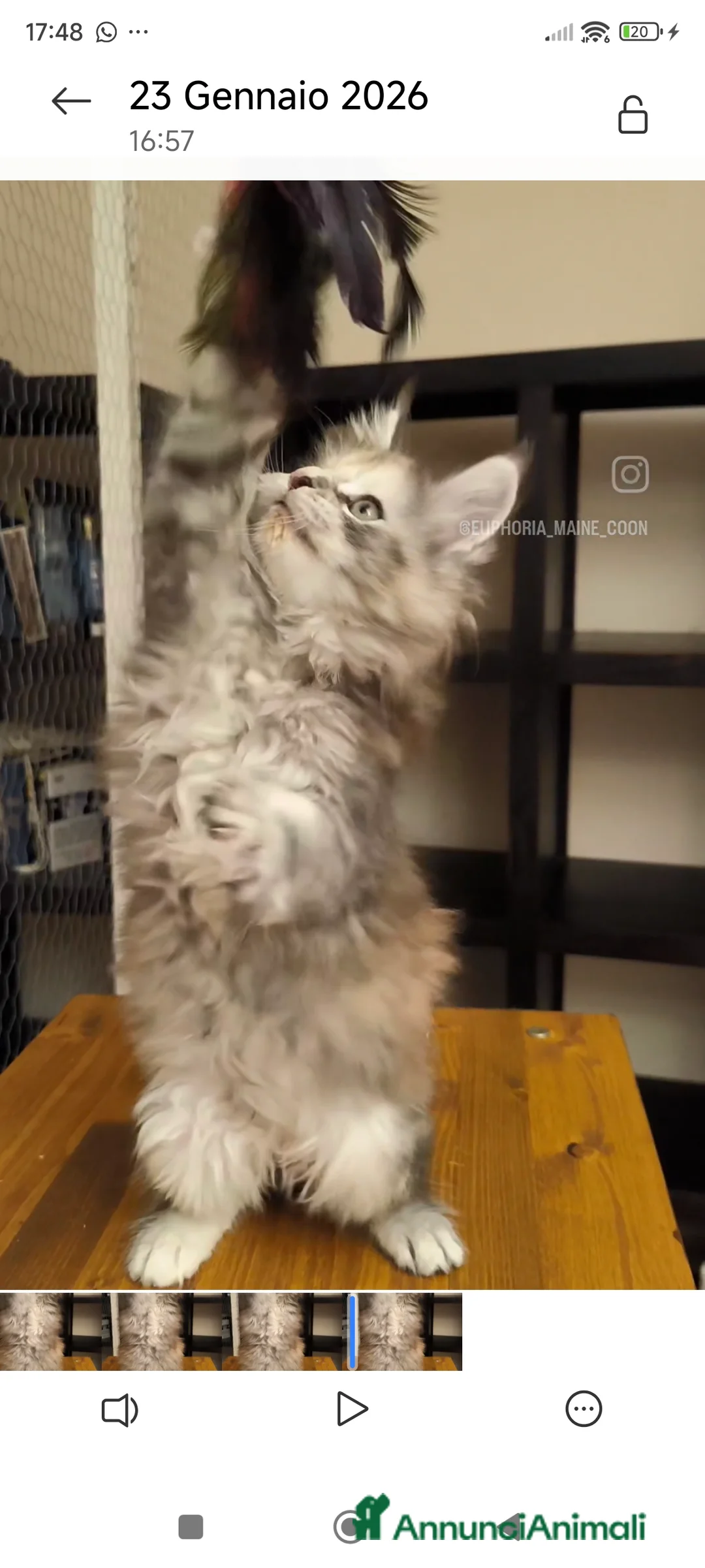 Maine Coon gatti in vendita: Cucciola Maine Coon - Annuncio 4