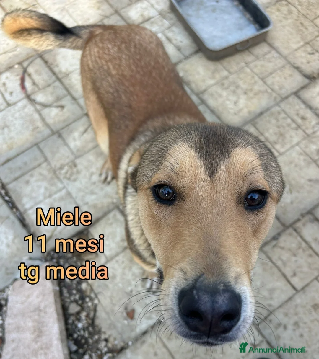 Meticcio cani in regalo: TROPPI CUCCIOLI ABBANDONATI! a Provincia di Verona - Annuncio 2