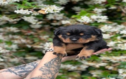 Rottweiler cani in vendita: Cuccioli maschi ROTTWEILER  a Metropolitan City of Turin - Immagine 16