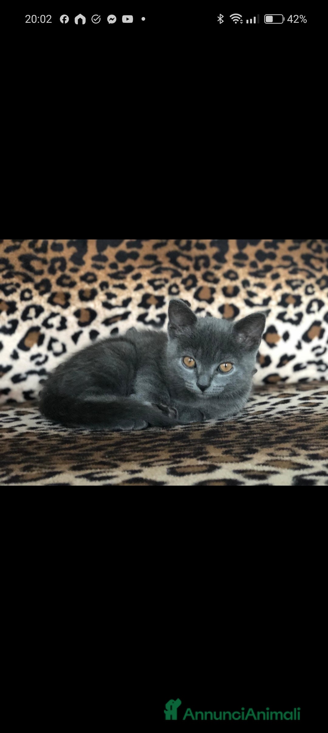 Certosino gatti in vendita: Cuccioli di CERTOSINO PURISSIMI a Metropolitan City of Milan - Immagine 19