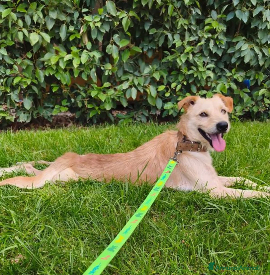 Meticcio cani in regalo: CHECCO legato ad un palo... tg mediopicc. a Città Metropolitana di Bologna - Annuncio 1