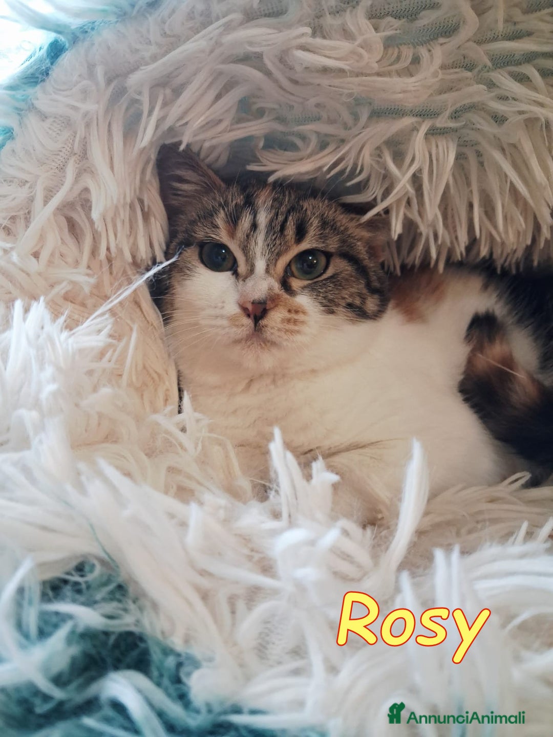 Europeo gatti in regalo: Dory  bellissima   gattina  di  3 mesi  - Annuncio 3