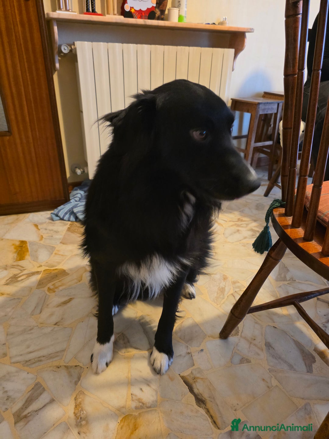 Border Collie cani in regalo: Border collie  - Annuncio 2