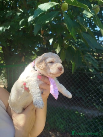Lagotto cani - Annuncio 1