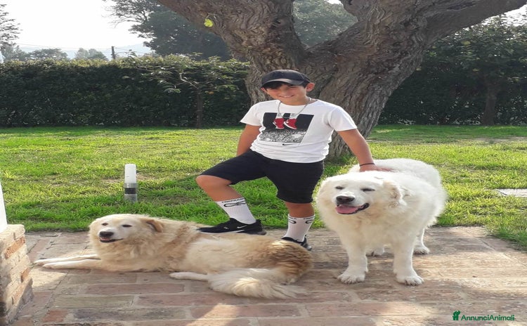 Pastore Maremmano cani - Annuncio 1