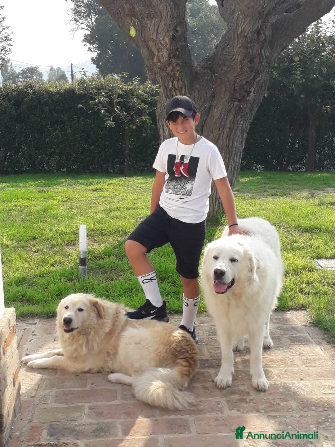 Pastore Maremmano cani in vendita: Cuccioli Pastore Abruzzese Aborigeno  - Annuncio 1