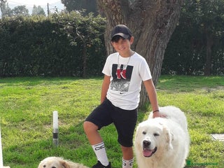 Pastore Maremmano cani Cuccioli Pastore Abruzzese Aborigeno - Annuncio 5