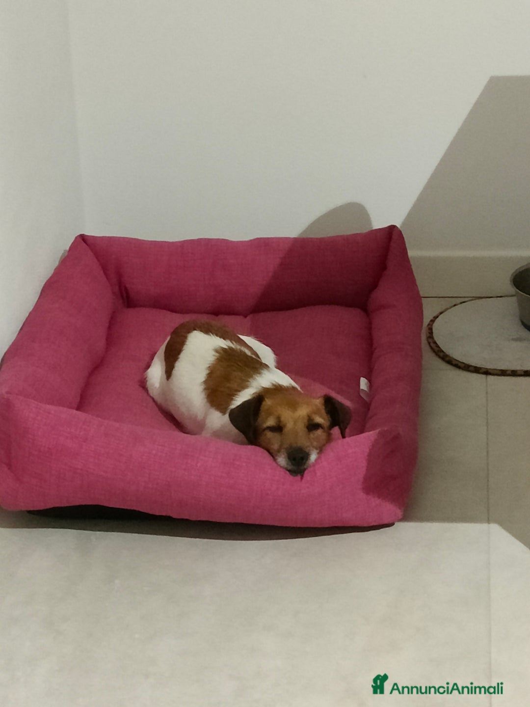 Jack Russell cani in regalo: Jack Russell Terrier Broken intera 3 anni e mezzo - Annuncio 8
