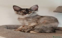 Maine Coon gatti in vendita:  Maine Coon pedigree ANFI senza limitazioni  - Immagine 5