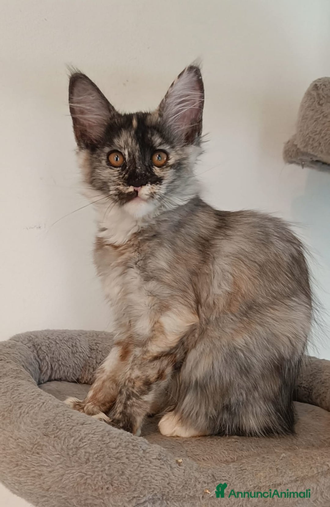 Maine Coon gatti in vendita:  Maine Coon pedigree ANFI senza limitazioni  - Annuncio 5