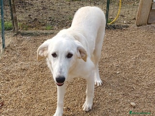 Meticcio cani LA BELLISSIMA ZULEIA a Città metropolitana di Milano - Annuncio 21