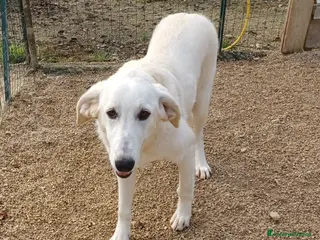 Meticcio cani LA BELLISSIMA ZULEIA a Città metropolitana di Milano - Annuncio 22