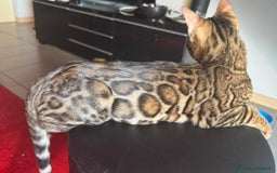 Bengala gatti in vendita: Cuccioli Bengala  a Provincia di Cuneo - Immagine 6