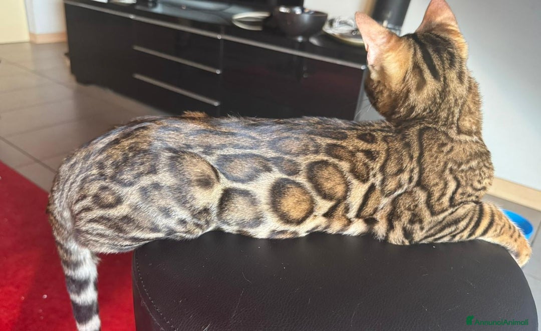 Bengala gatti in vendita: Cuccioli Bengala  a Provincia di Cuneo - Immagine 6