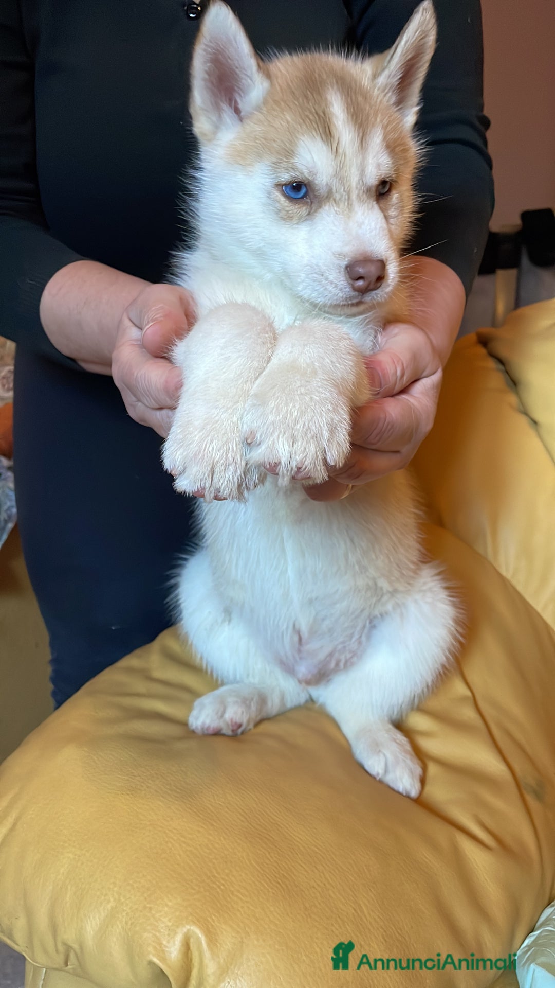 Husky cani in vendita: Cuccioli Siberian Husky - Annuncio 7