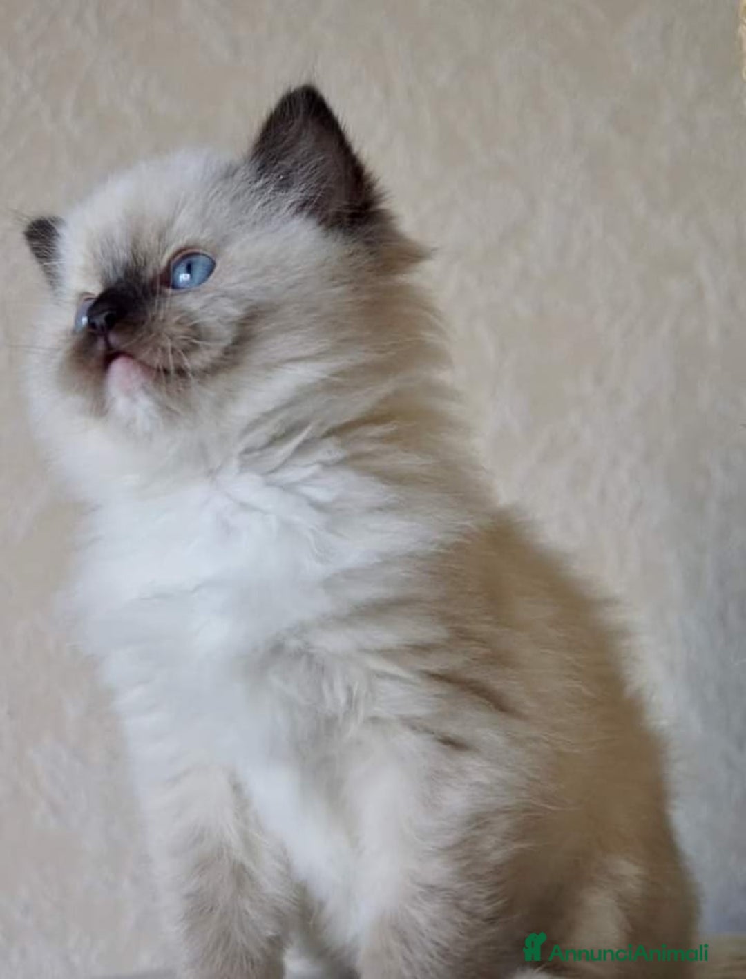 Ragdoll gatti in vendita: Cuccioli di ragdoll - Annuncio 3