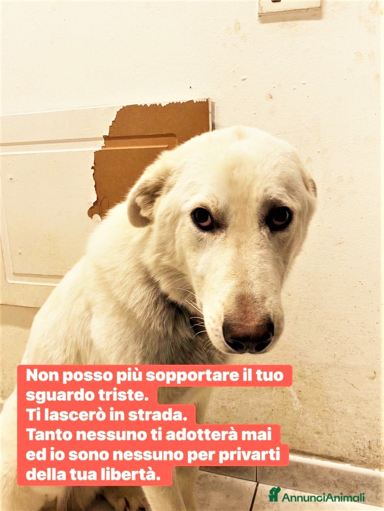 Meticcio cani UN GIGANTE BUONO di 1 anno…nessuno lo vuole… - Annuncio 19