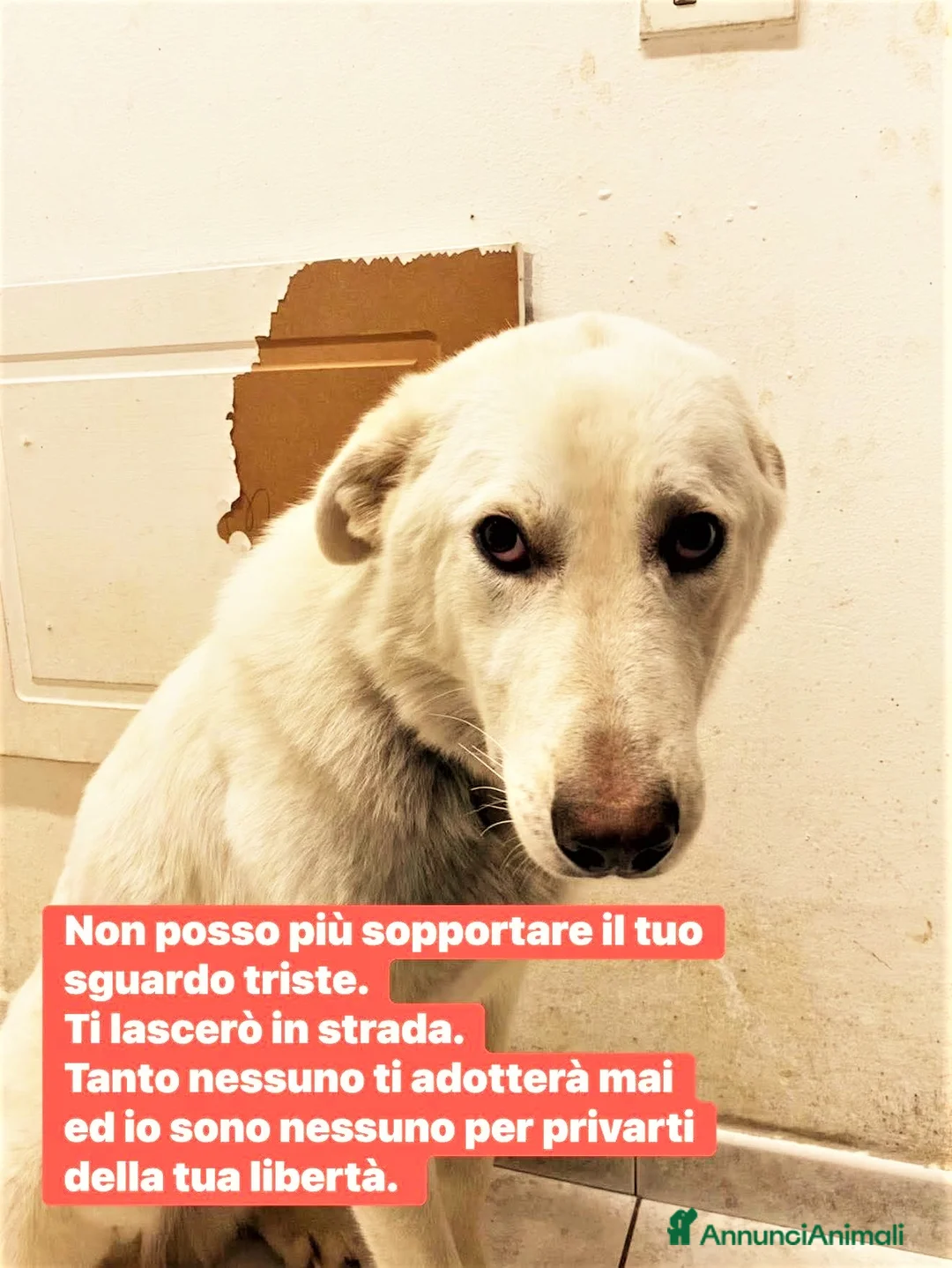 Meticcio cani in regalo: UN GIGANTE BUONO di 1 anno…nessuno lo vuole… - Annuncio 1