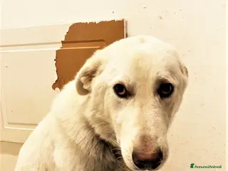 Meticcio cani UN GIGANTE BUONO di 1 anno…nessuno lo vuole… - Annuncio 7