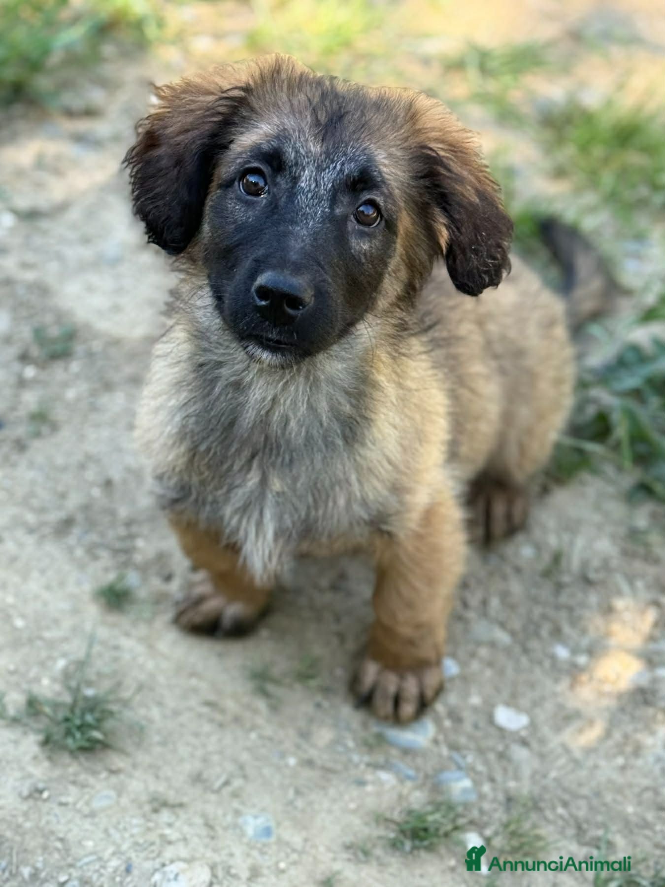 Meticcio cani VERA, cucciola tanto DOLCE! Tg MEDIO PICCOLA - Annuncio 1