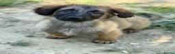 Meticcio cani in regalo: VERA, cucciola tanto DOLCE! Tg MEDIO PICCOLA - Annuncio 1