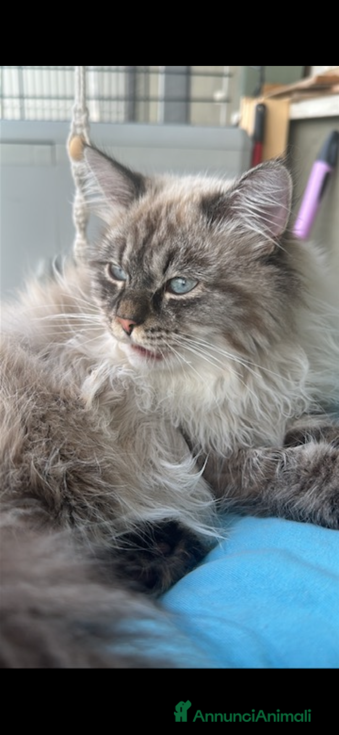 Siberiano gatti per accoppiamento: Siberiano con pedigree da accoppiamento  - Annuncio 2