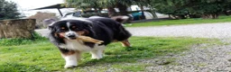 Australian Shepherd cani in vendita: Cuccioli Pastore Australiano pedigree - Annuncio 8