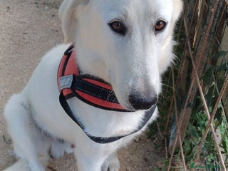 Meticcio cani IL DOLCISSIMO DEMYR a Città metropolitana di Roma Capitale - Annuncio 2