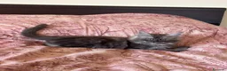 Maine Coon gatti in vendita: Cucciolo Maine Coon - Annuncio 8