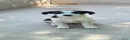 Meticcio cani in regalo: Tobia a Città Metropolitana di Firenze - Annuncio 4