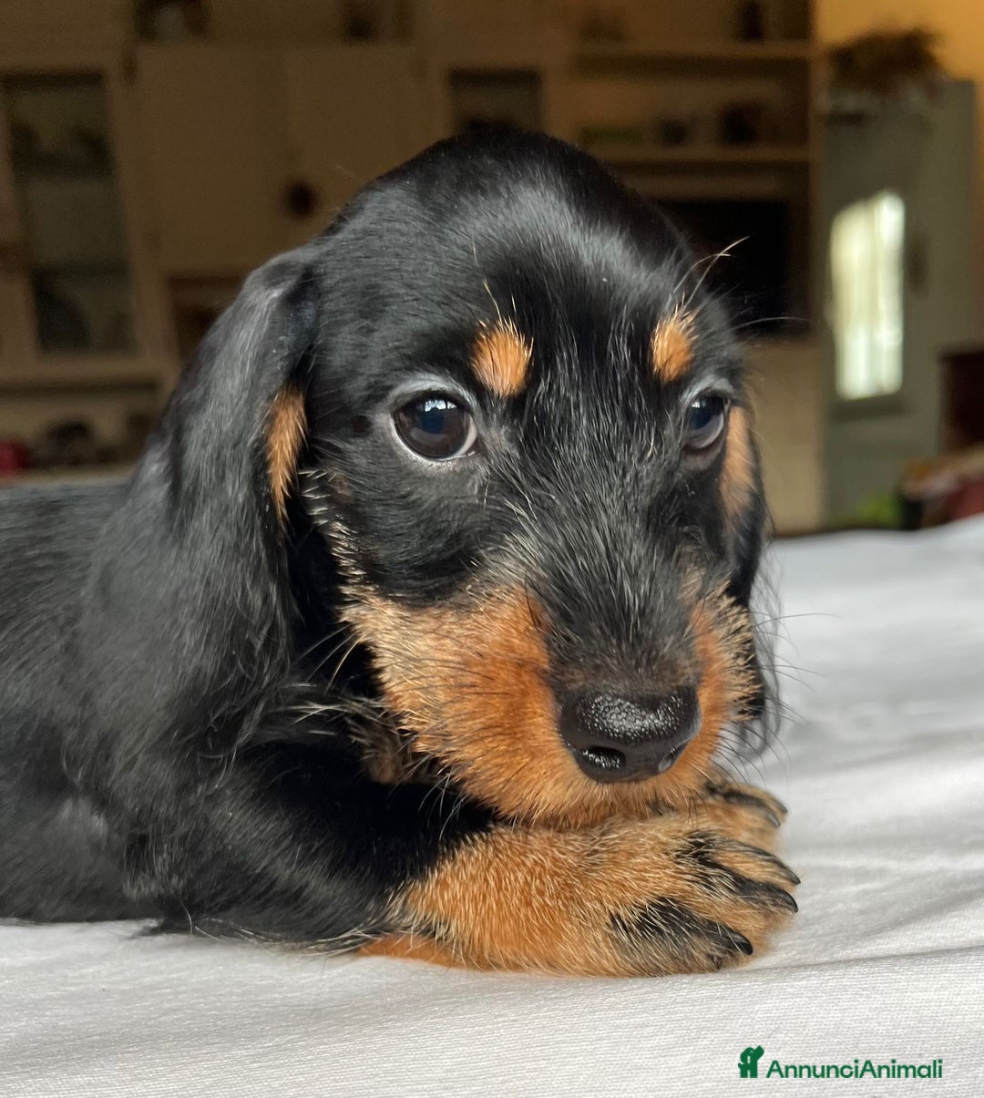 Bassotto cani in vendita: Cuccioli di Bassotto pelo duro con Pedigree Enci - Annuncio 6