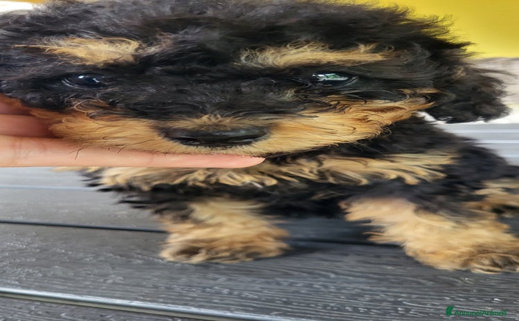 Barboncino cani a Città metropolitana di Milano - Annuncio 1