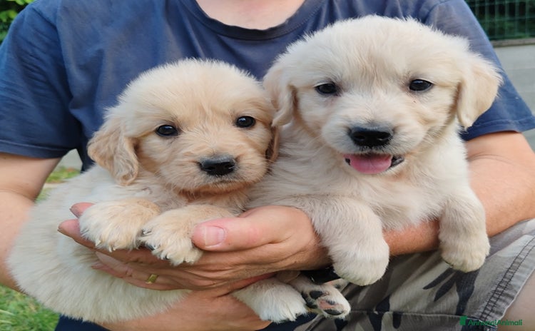 Golden Retriever cani a Reggio Emilia - Annuncio 12
