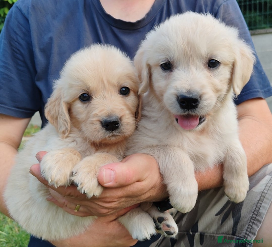 Golden Retriever cani in vendita: GOLDEN CUCCIOLI CON PEDIGREE ENCI - REGGIO EMILIA a Reggio Emilia - Immagine 1