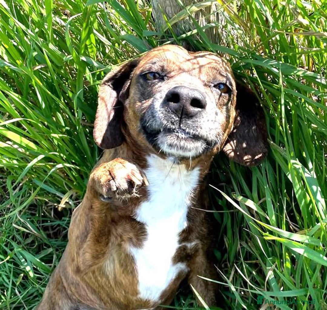 Meticcio cani in regalo: Piccola e dolcissima Tellina - Annuncio 1