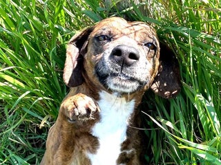 Meticcio cani Piccola e dolcissima Tellina - Annuncio 3