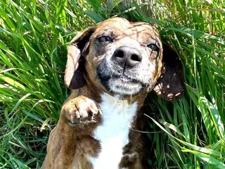 Meticcio cani Piccola e dolcissima Tellina - Annuncio 2