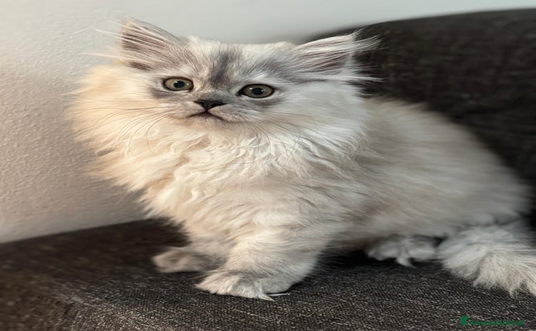 Persiano gatti a Provincia di Monza e della Brianza - Annuncio 5