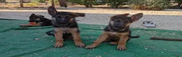 Pastore Tedesco cani in vendita: Cuccioli cane pastore tedesco  - Annuncio 4
