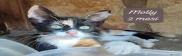 Altre razze gatti in regalo: Gattini desiderosi di trovare famiglia  a Provincia di Prato - Annuncio 2