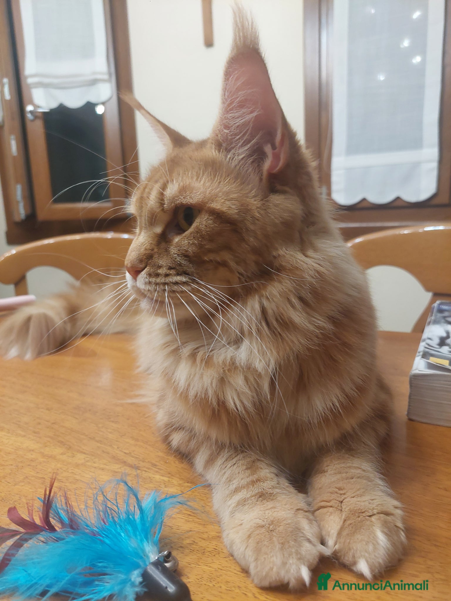 Maine Coon gatti Maine coon femmina  - Annuncio 18