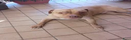 Pitbull cani in regalo: Yoseph a Provincia di Caserta - Annuncio 2