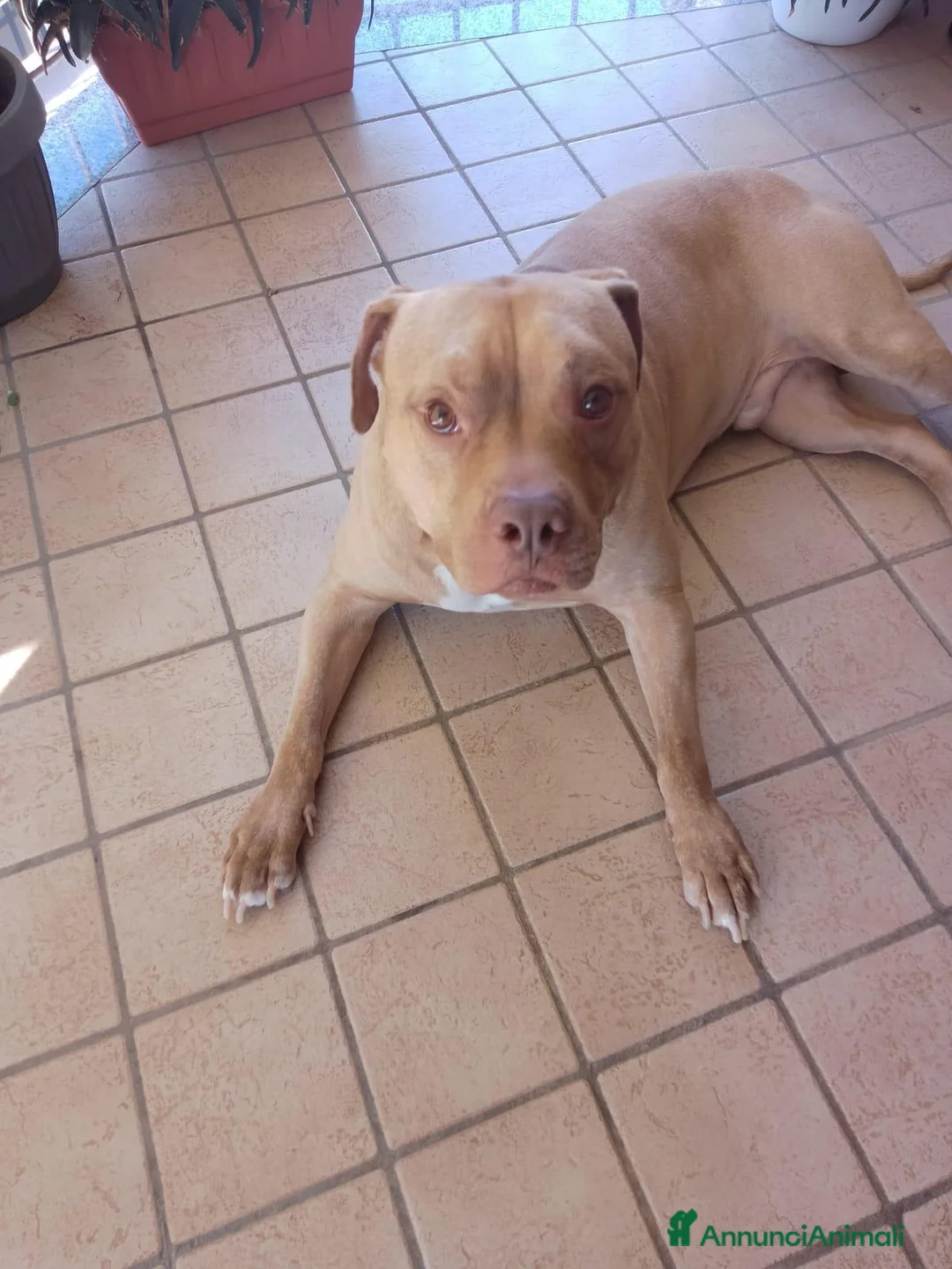 Pitbull cani in regalo: Yoseph a Provincia di Caserta - Annuncio 2