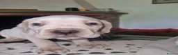 Cane Corso cani in vendita: Splendidi Cuccioli Simile Cane Corso a Città Metropolitana di Bari - Annuncio 2