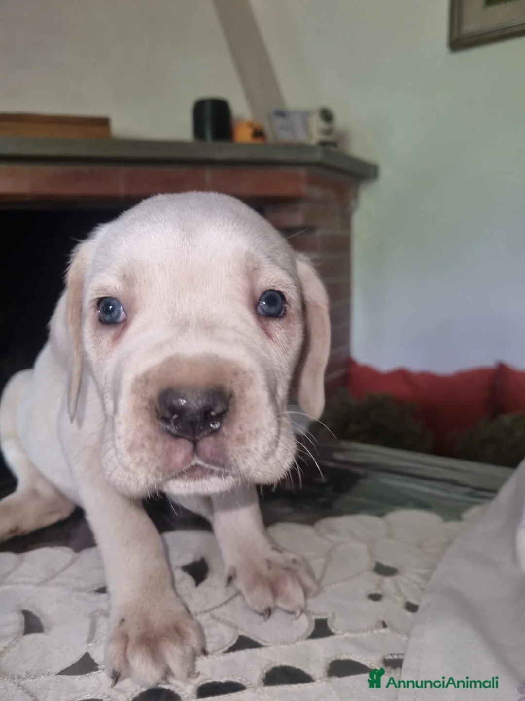 Cane Corso cani in vendita: Splendidi Cuccioli Simile Cane Corso a Città Metropolitana di Bari - Annuncio 2